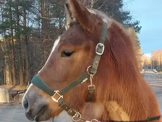 hästar Nordsvensk brukshäst - Annons 2