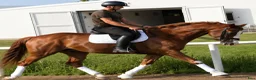 Allround hästar till salu: Top coloured dressage & driving Champion - Annons 7