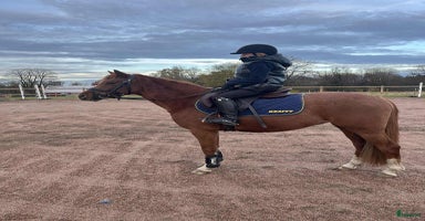  hästar i Broaryd - Annons 6