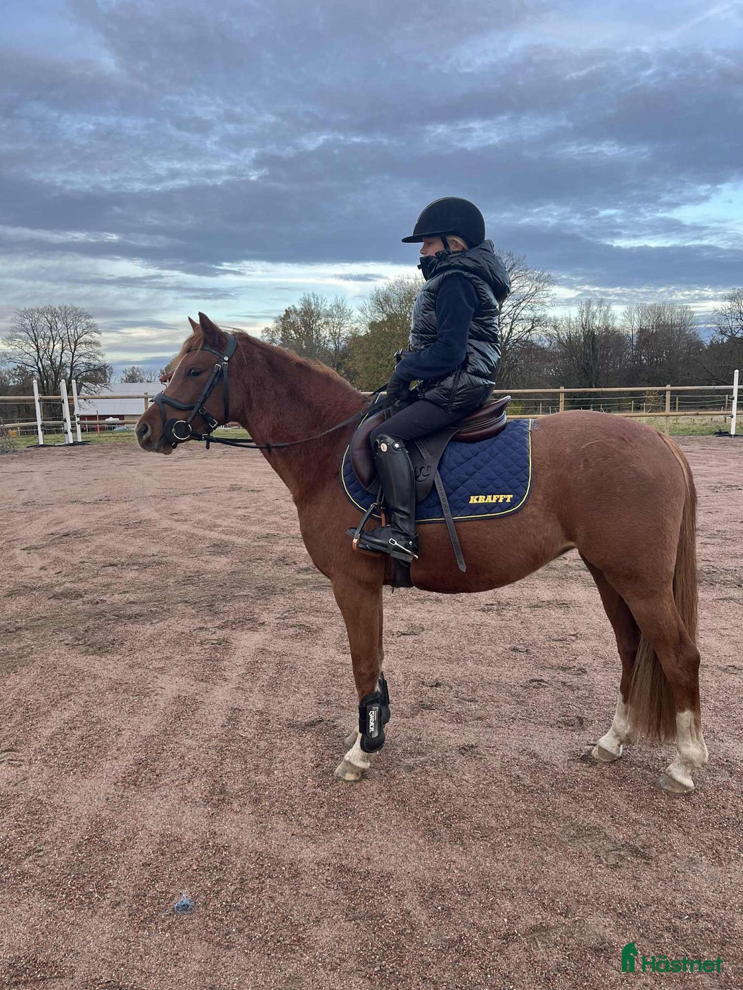 Hoppning hästar till salu: För dig som satsar på ungponny Sm 2026 i Broaryd - Annons 4