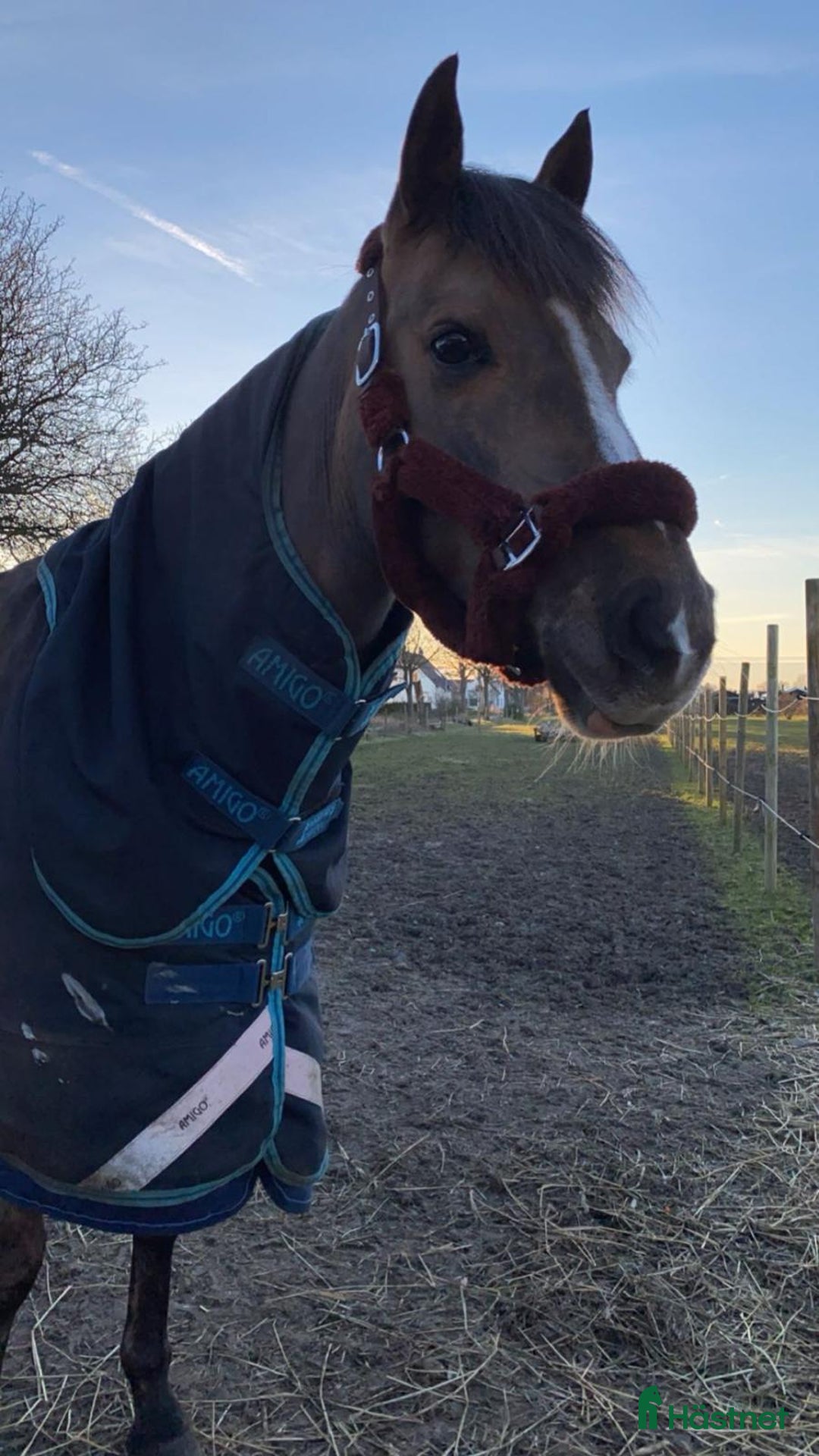  medryttarhäst finnes: C Ponny utanför Helsingborg söker medryttare i Rydebäck - Annons 1