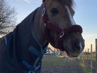 medryttarhäst finnes: C Ponny utanför Helsingborg söker medryttare i Rydebäck - Annons 10