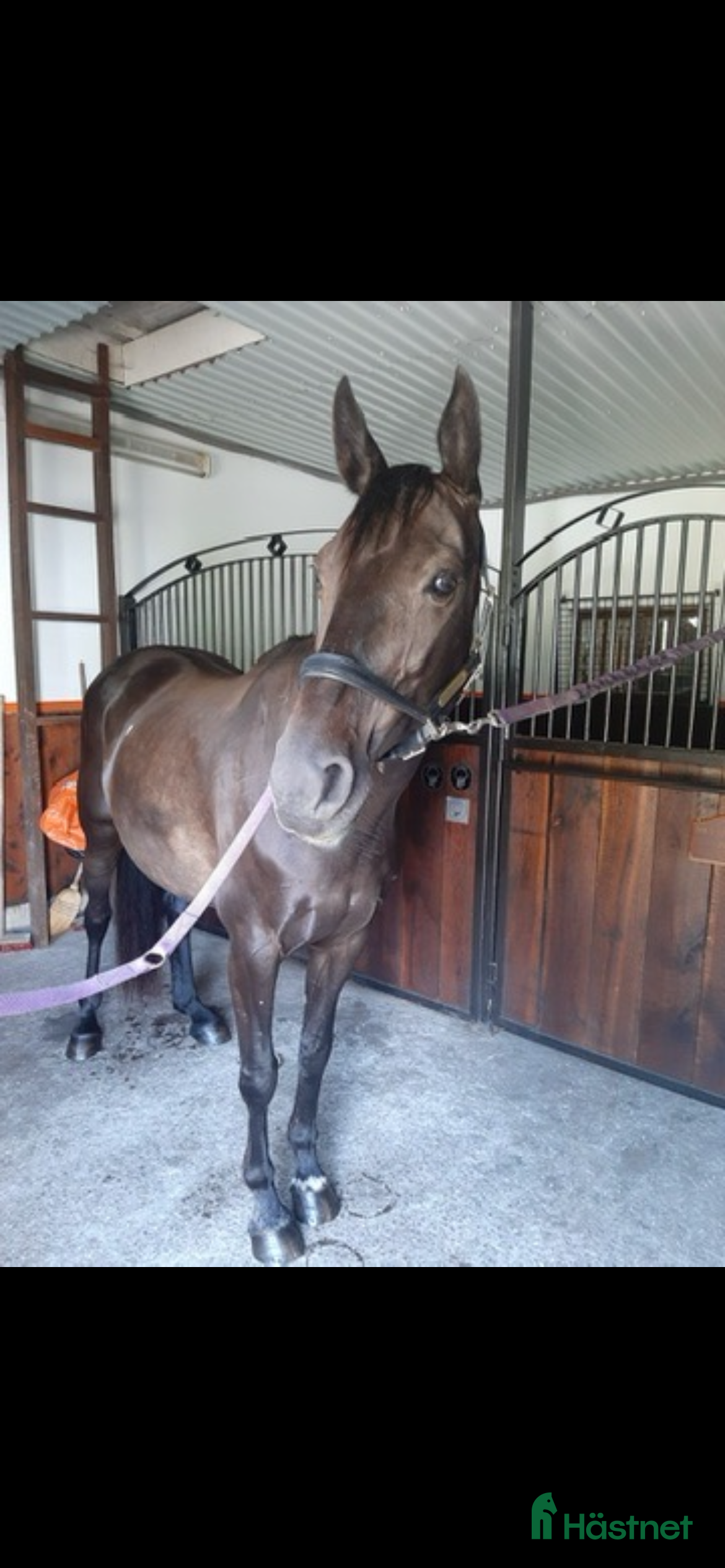  hästar Sto till avel i Halmstad - Annons 1