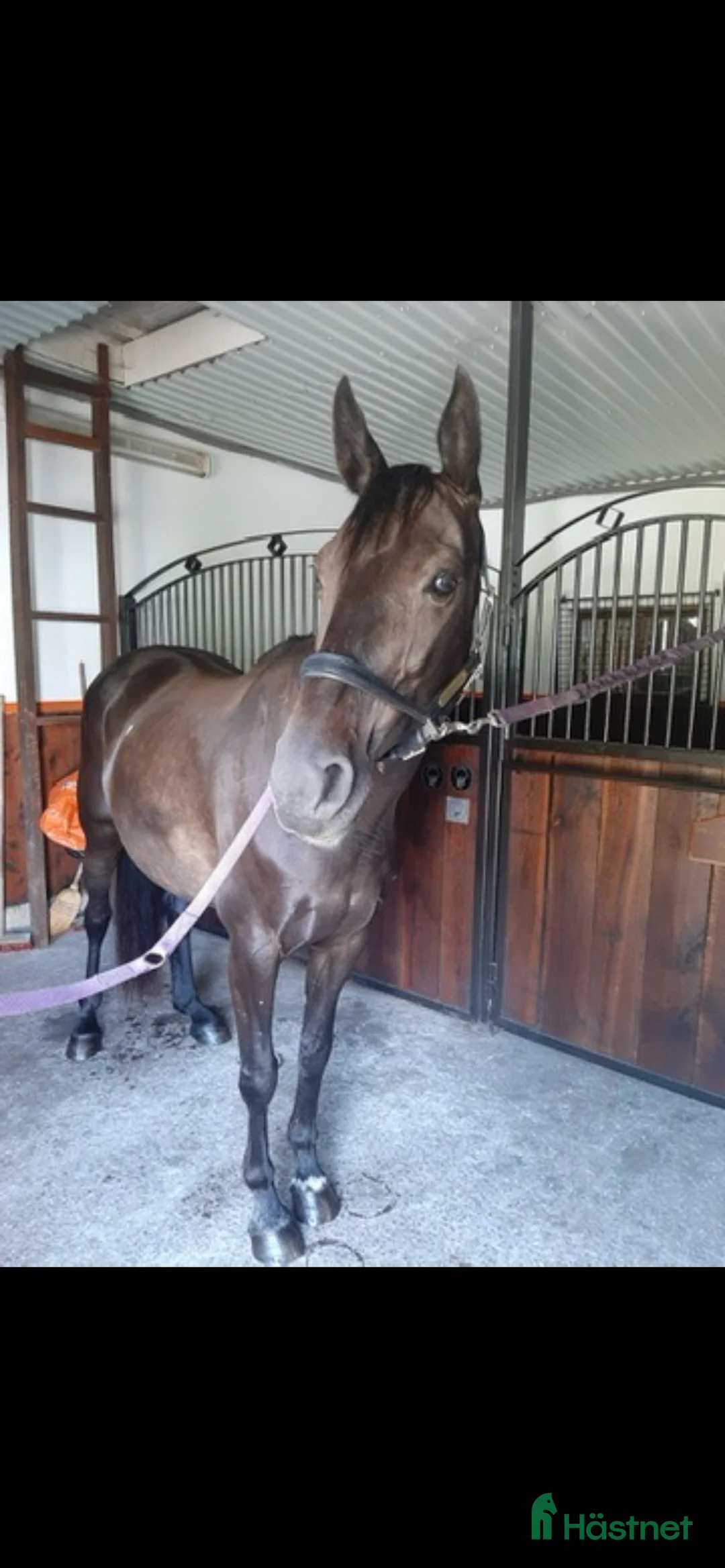 Avelshästar hästar till salu: Sto till avel i Halmstad - Annons 1