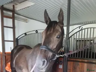 hästar Sto till avel i Halmstad - Annons 1