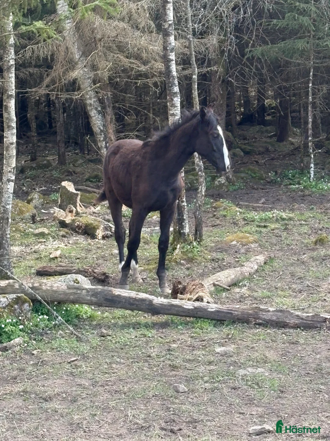 Dressyr hästar till salu: Trevlig unghäst 🌼 - Annons 2