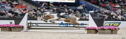 Hoppning hästar till salu: Ponny värd sin vikt i guld - Annons 3