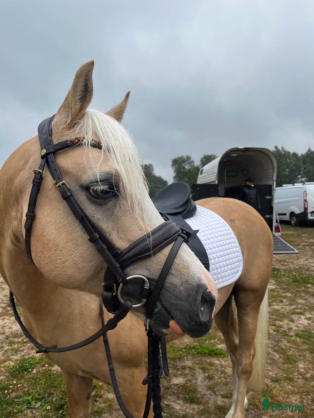 Dressyr hästar till salu: Flott ponny som syns i mängden! i Älekulla - Bild 4