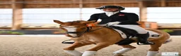 Dressyr hästar till salu: Top FEI-ponny säljes - Annons 6