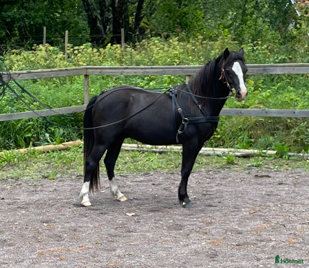  hästar Härlig ponny - Annons 1