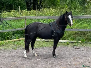 hästar Härlig ponny - Annons 1