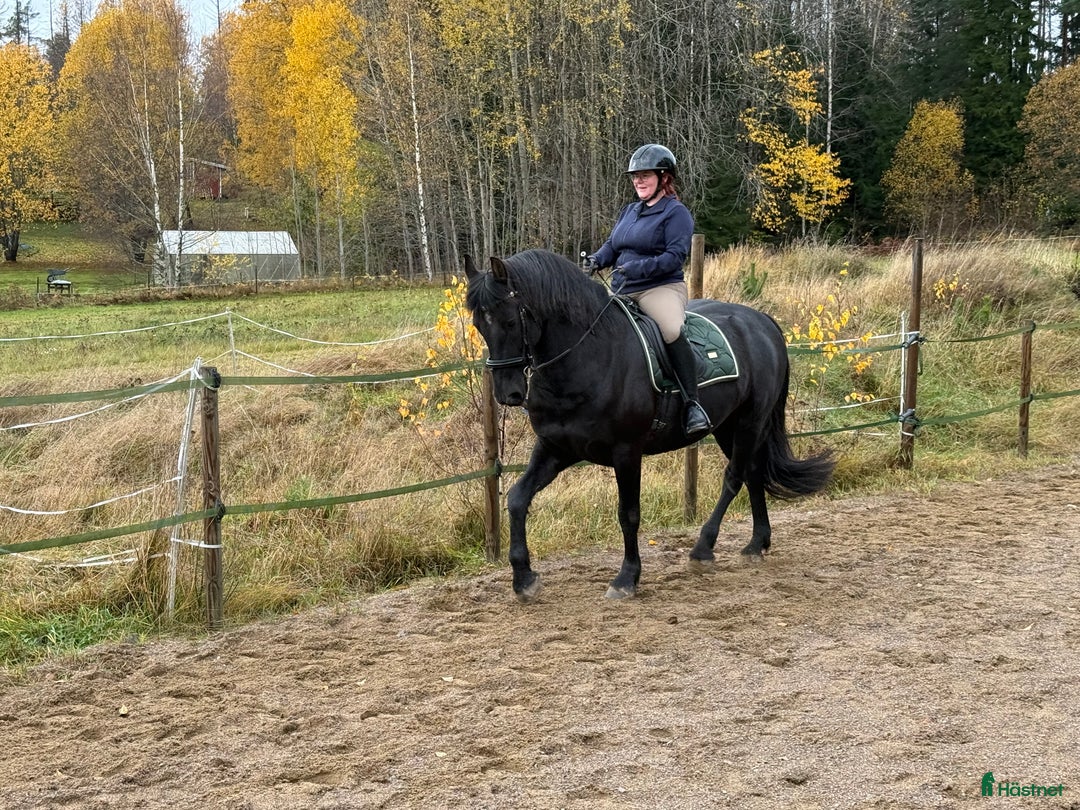 Allround hästar till salu: Trevlig frieser/hbl-valack i Vagnhärad - Annons 8