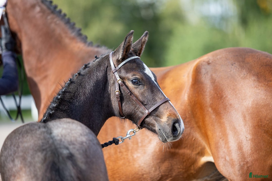 Hoppning hästar till salu: Snygg kille för framtiden! i Vännäs - Annons 2