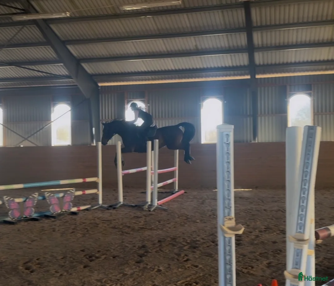 Hoppning hästar till salu: Fantastisk trevlig hoppvalack, ny film igen! - Annons 14