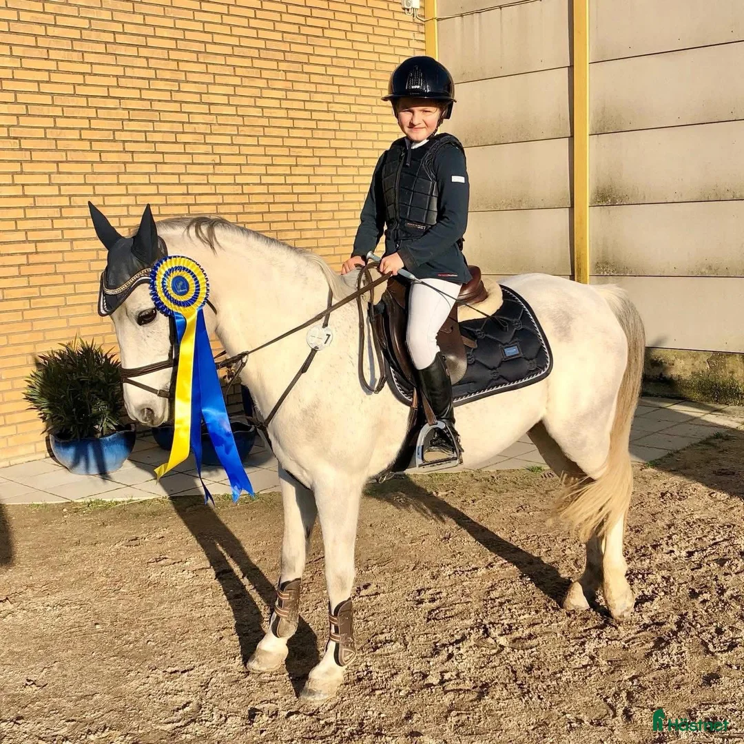 Hoppning hästar till salu: Rosettplockare & bästa vän  - Annons 2