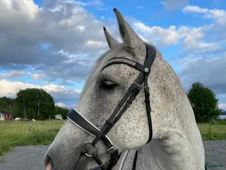 hästar Trevlig hästkompis utlånas i Bräcke - Annons 15