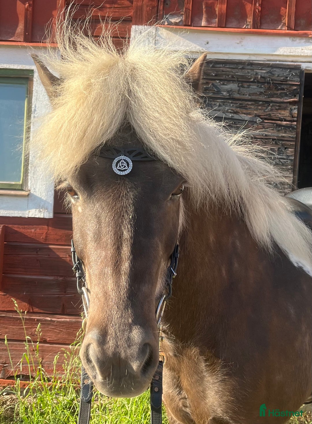 Island hästar till salu: Tre islandshästar (valack efter Ísar fra Keldudal) i Ärla - Annons 7