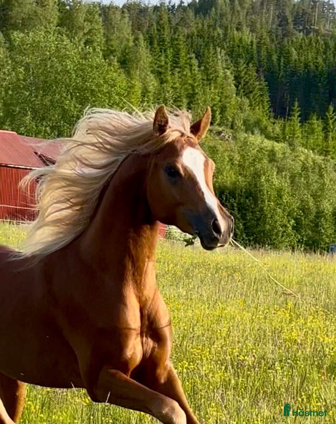 Allround hästar till salu: Söker samarbete till Arabhingst i Skillingsfors - Annons 1