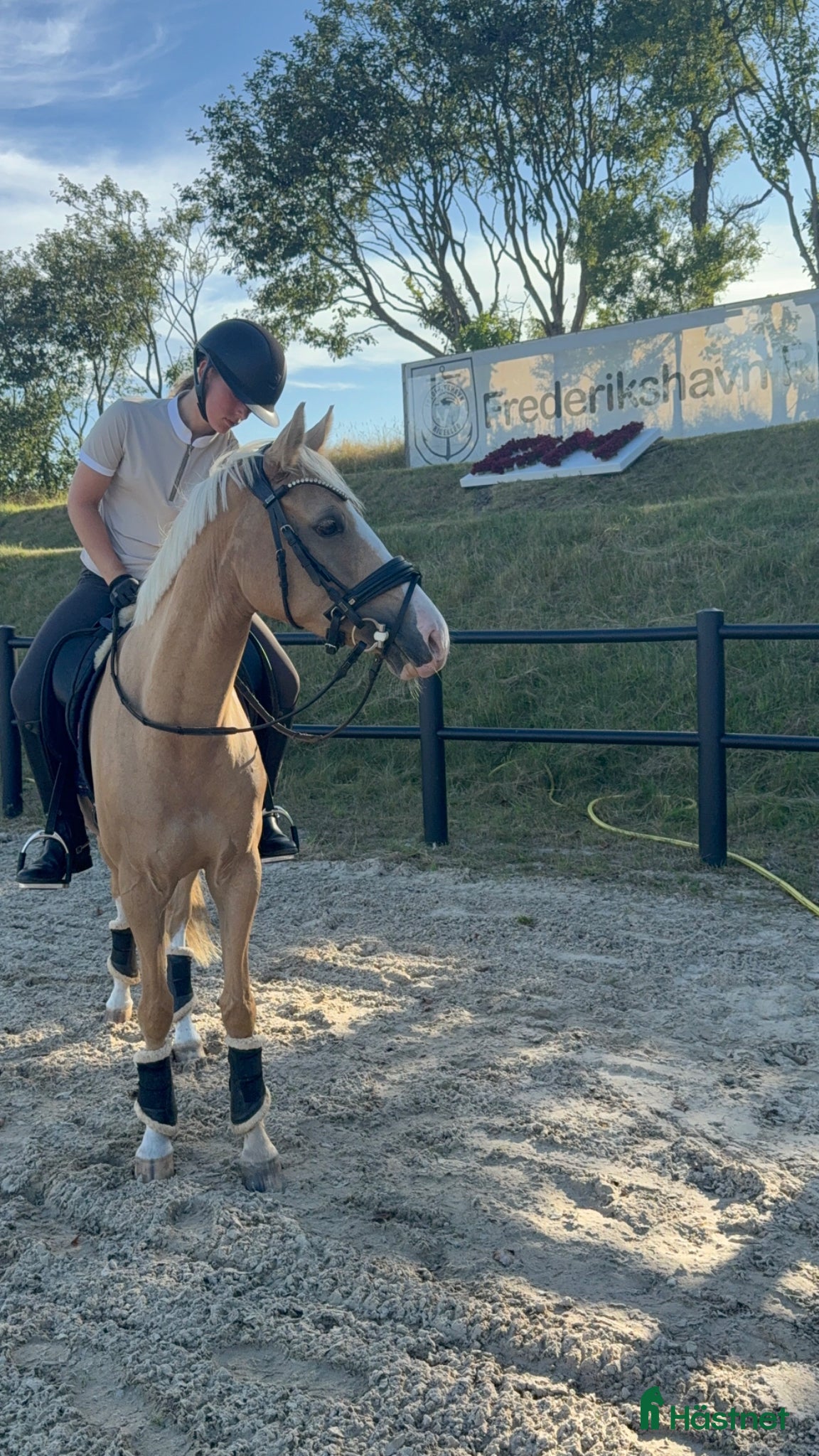 Dressyr hästar till salu: Smuk og velgående kat. 1 pony med meget kvalitet  - Annons 2