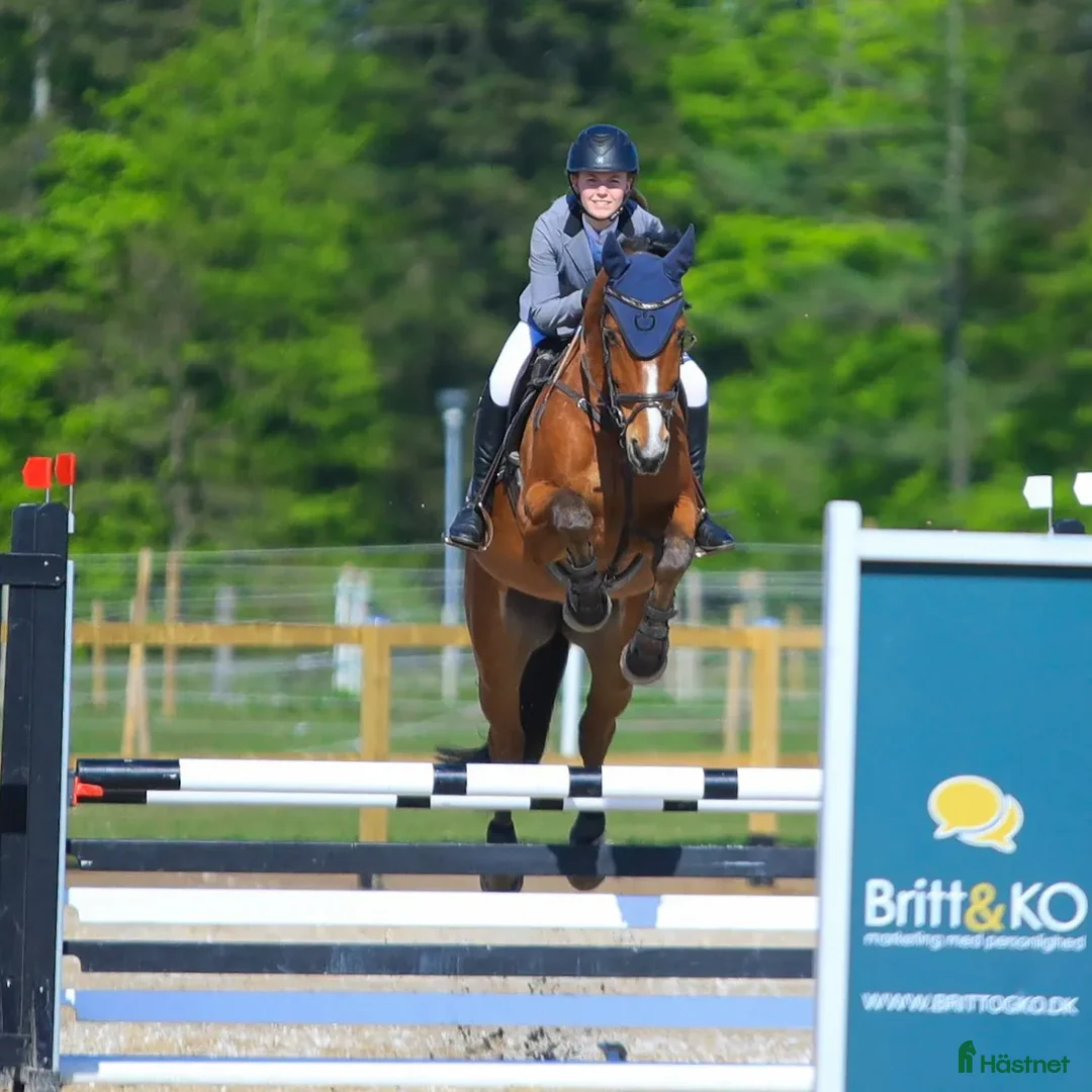 Hoppning hästar till salu: Kvalitetshest - Annons 3