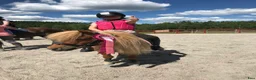 Allround hästar till salu: Världens goaste Malte  i Blidsberg - Annons 4
