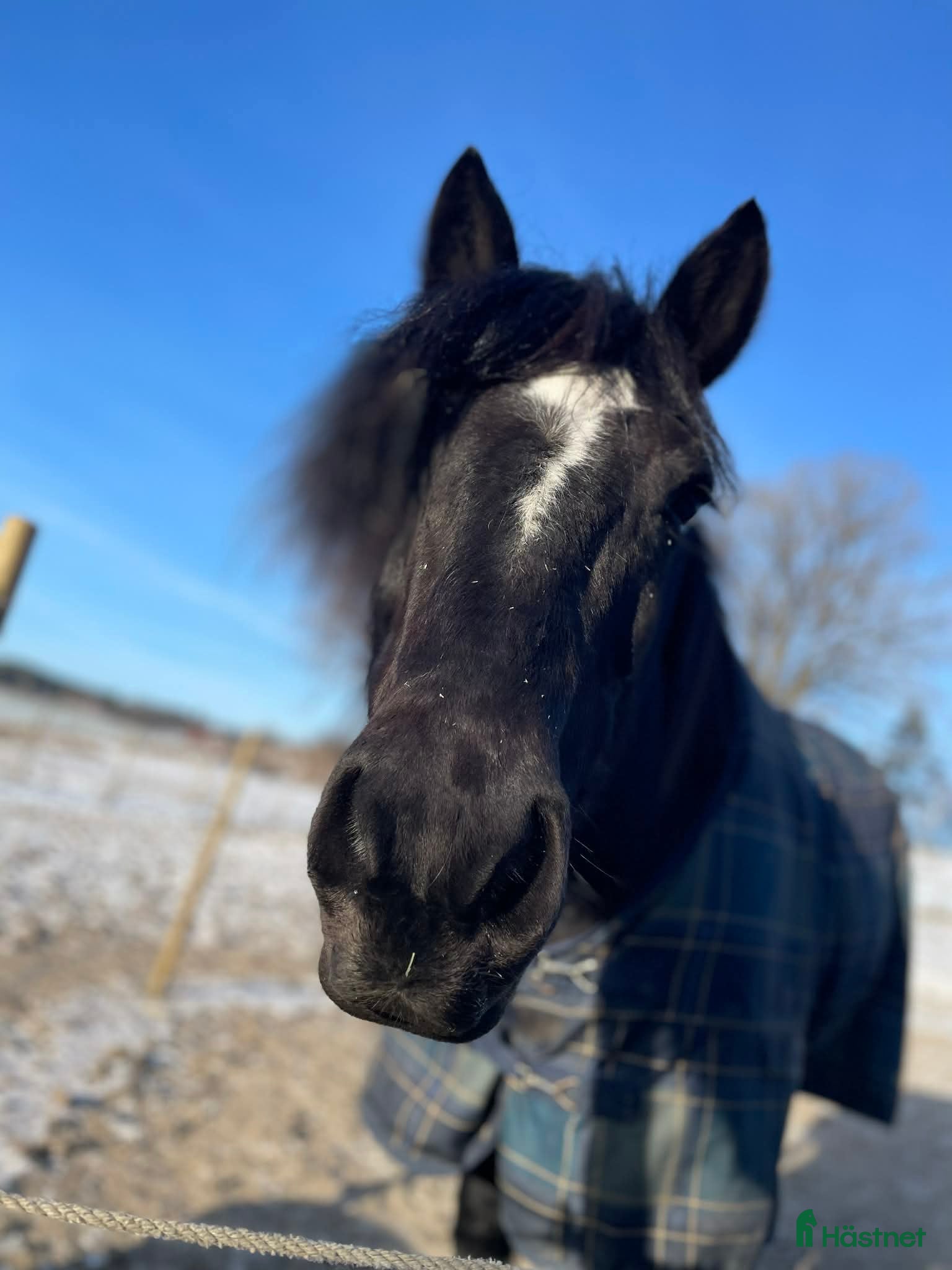  hästar 1 klass sto säljes - Annons 5