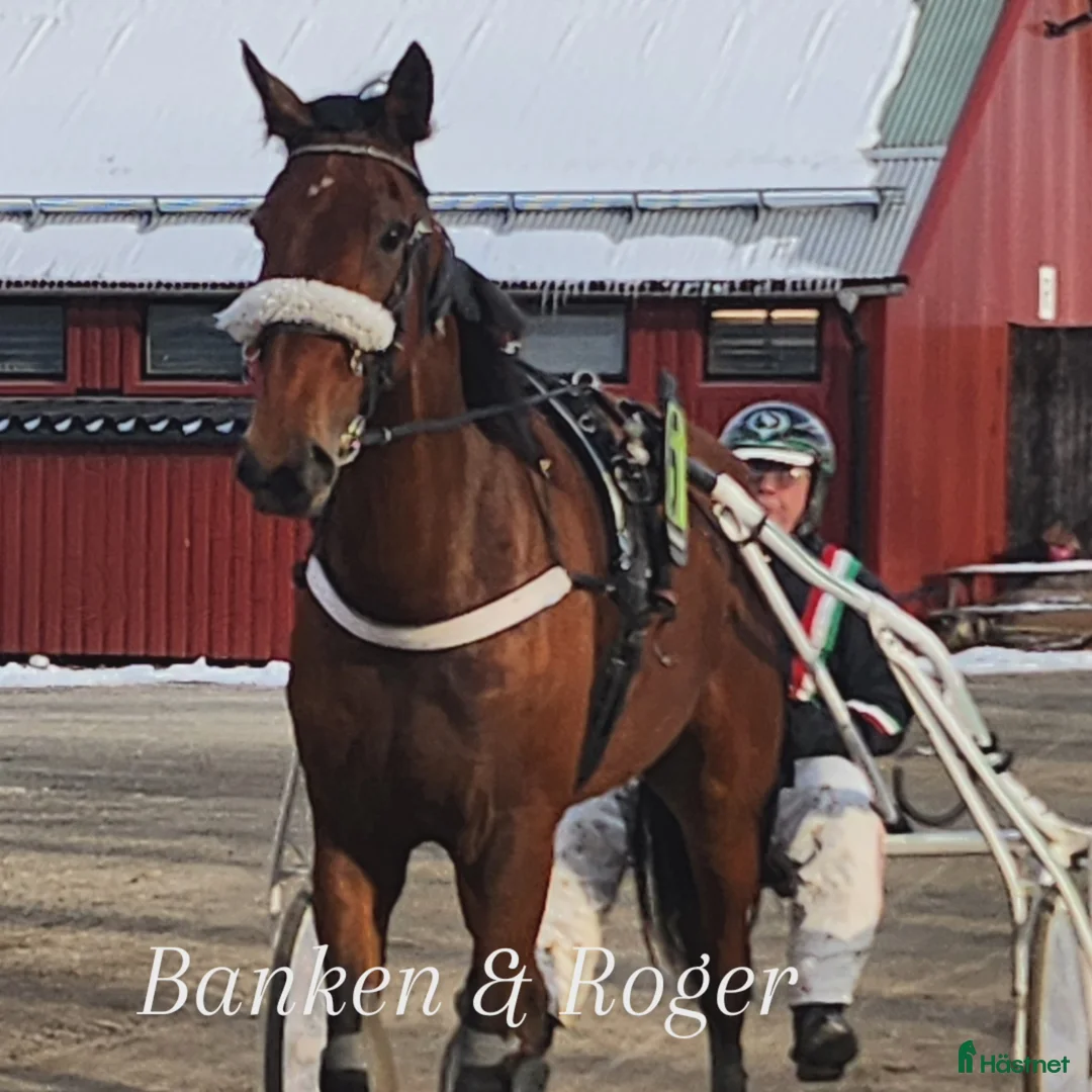 Trav hästar till salu: Trav / Monte i Tranås - Annons 1