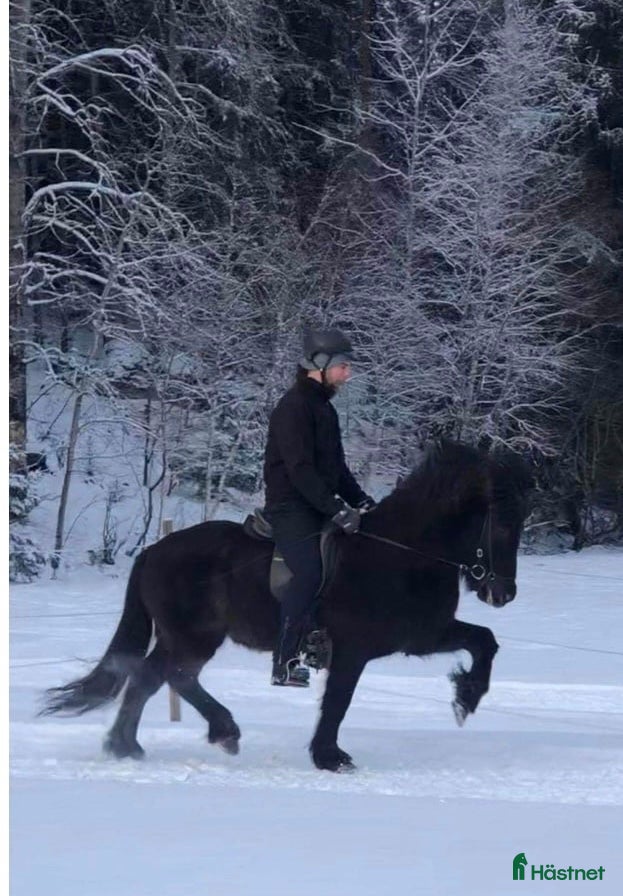  hästar Allsidig häst i Almunge - Annons 1