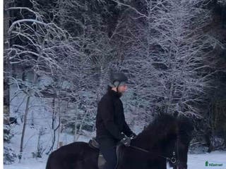 hästar Allsidig häst i Almunge - Annons 11