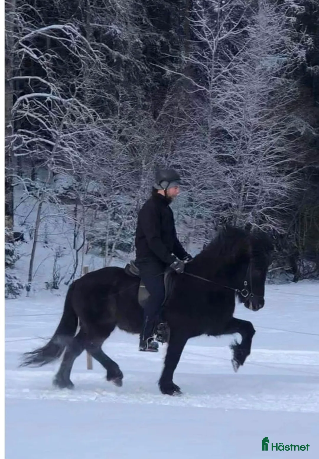 Island hästar till salu: Allsidig häst i Almunge - Annons 1