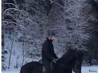 hästar Allsidig häst i Almunge - Annons 8