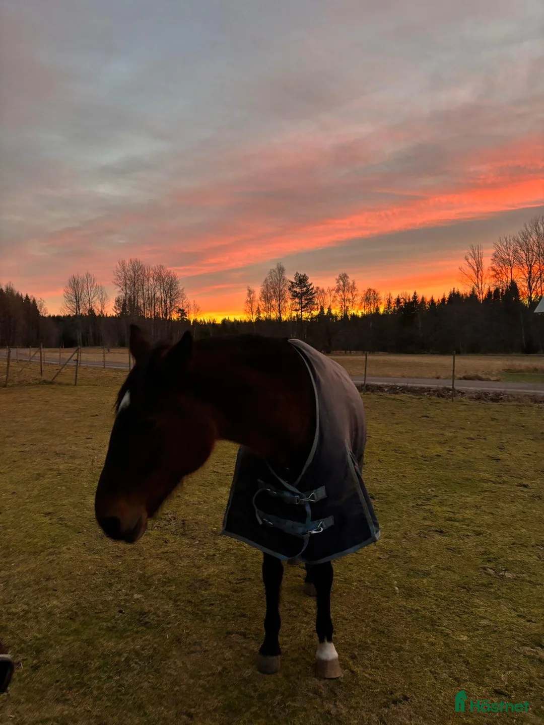 Sällskap hästar till salu: 21 årig varmblodssto - Annons 1