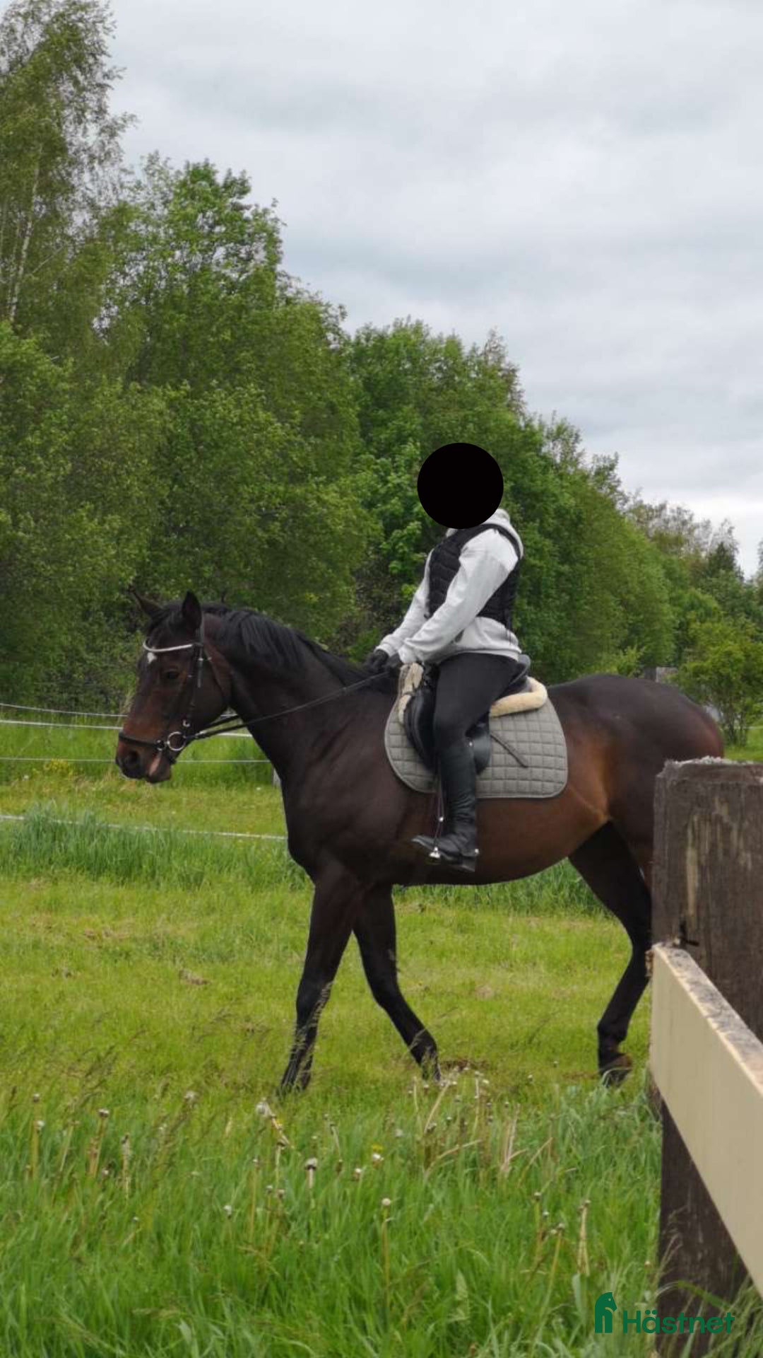  medryttarhäst finnes: Medryttarhäst sökes! i Sala - Annons 1