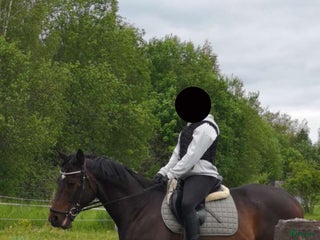 medryttarhäst finnes: Medryttarhäst sökes! i Sala - Annons 1