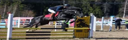Hoppning hästar till salu: New Forest pony stallion, Horshaka Mighty Don - Annons 2