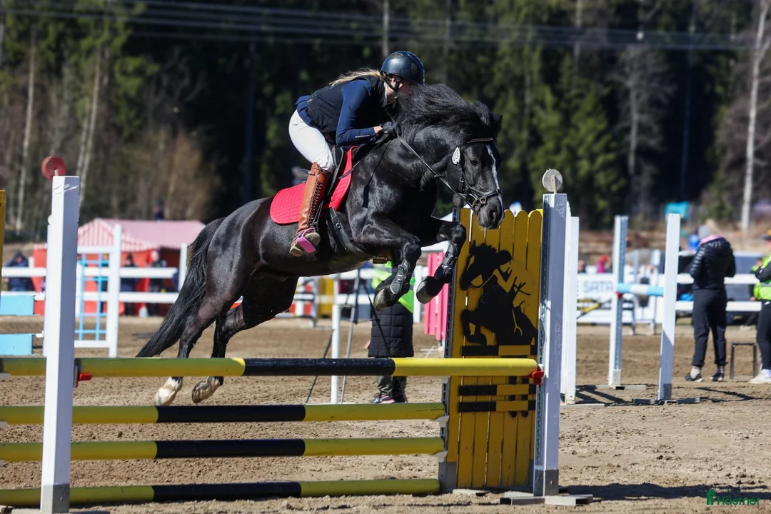 Hoppning hästar till salu: New Forest pony stallion, Horshaka Mighty Don - Annons 2
