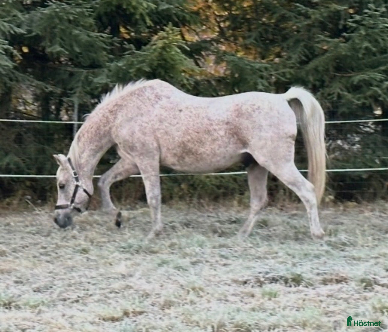  hästar Smäll och trygg valack i Arboga - Annons 1