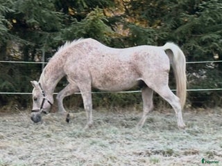 hästar Smäll och trygg valack i Arboga - Annons 1