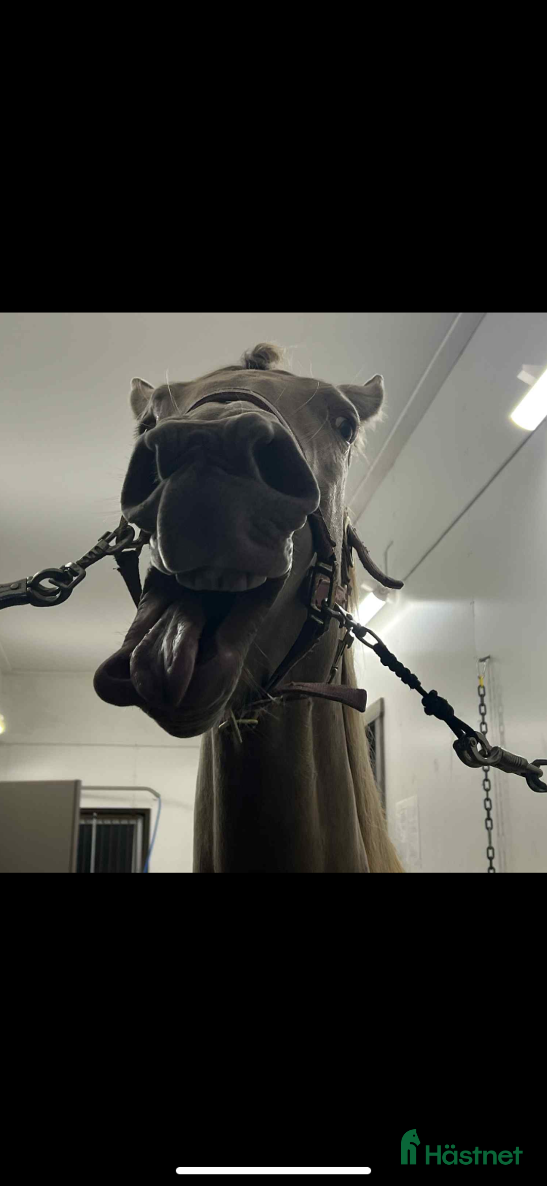 Övrig Hästutrustning hästutrustning till salu: Sadlar/täcken/bett/skydd/skor/träns  i Arbrå - Annons 1