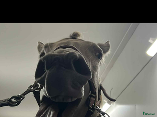 Övrig Hästutrustning hästutrustning till salu: Sadlar/täcken/bett/skydd/skor/träns i Arbrå - Annons 2