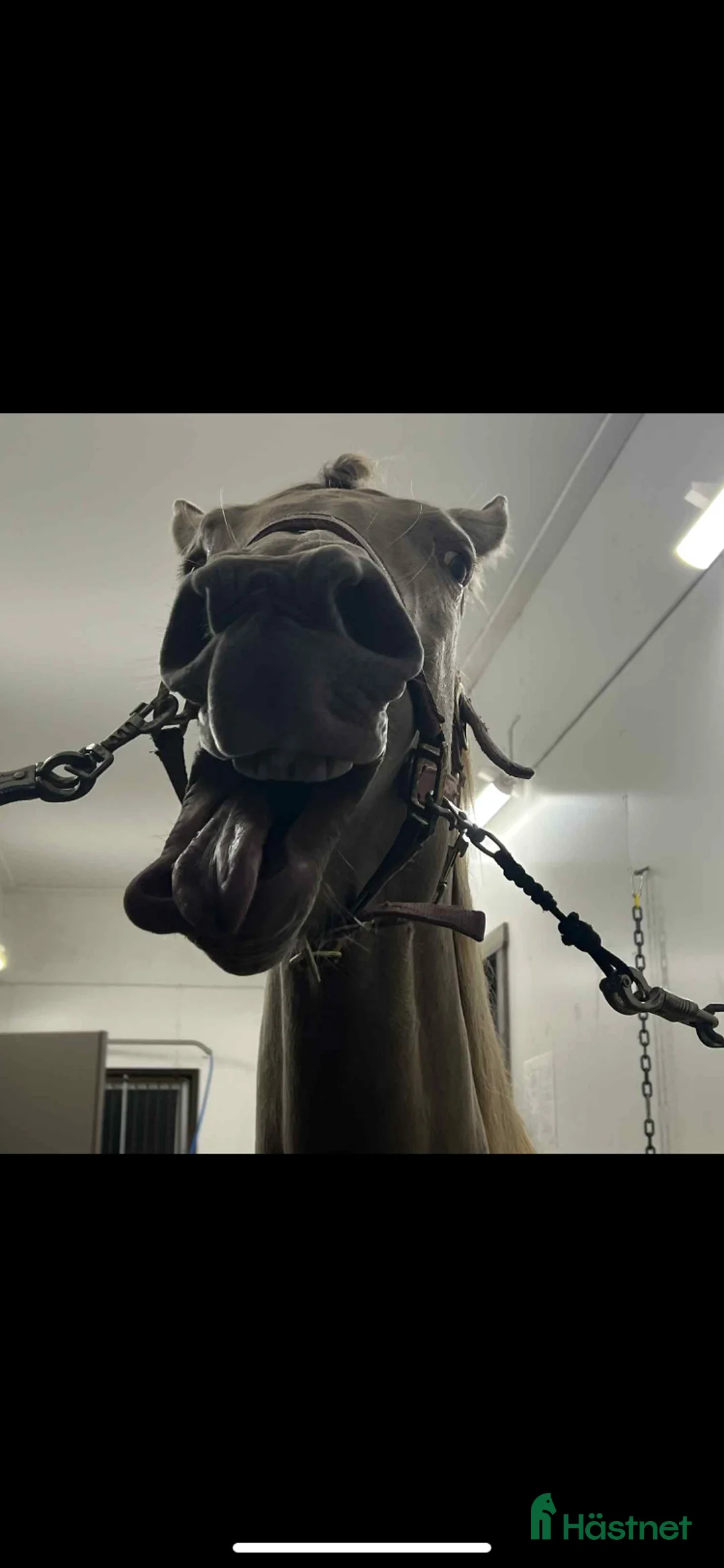 Övrig Hästutrustning hästutrustning till salu: Sadlar/täcken/bett/skydd/skor/träns  i Arbrå - Annons 1