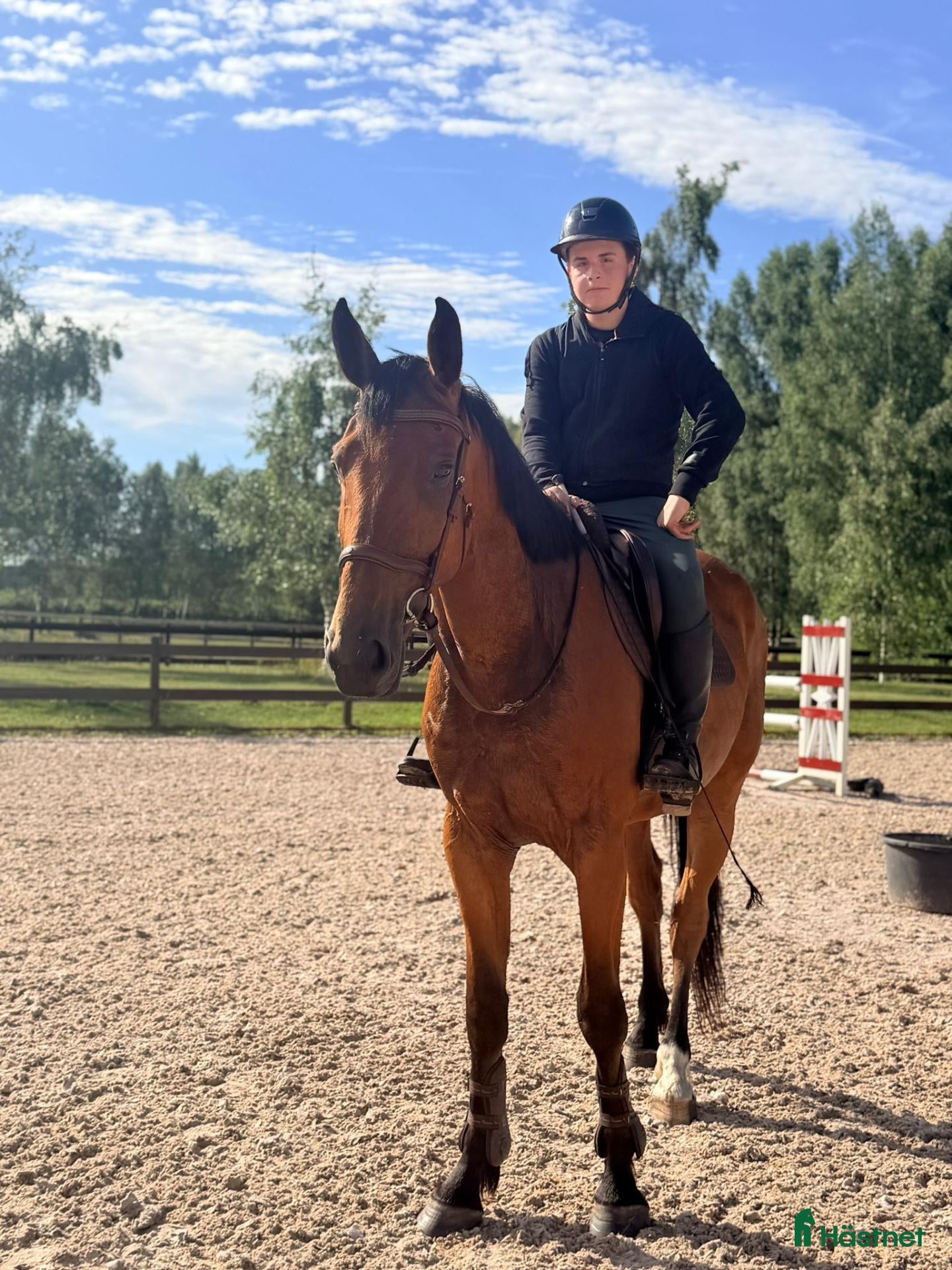  hästar Lovande 4 åring  - Annons 2