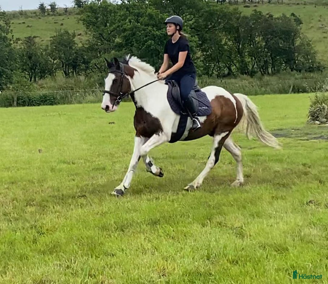 Allround hästar till salu: Selection of Irish ponies i Ljungby - Bild 6
