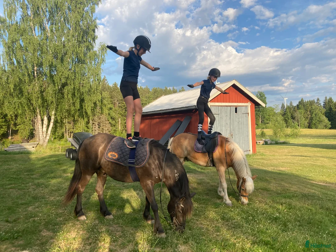 Allround hästar till salu: Skorpan letar efter sin nya familj - Annons 2