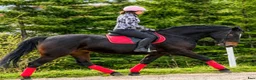 Allround hästar till salu: Stunning Lady in Red for everybody - Annons 7