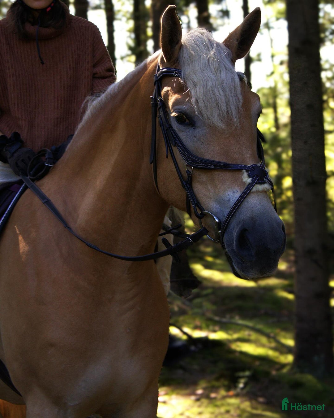 Allround hästar till salu: Haflingervalack med stor potenial! i Åled - Annons 4