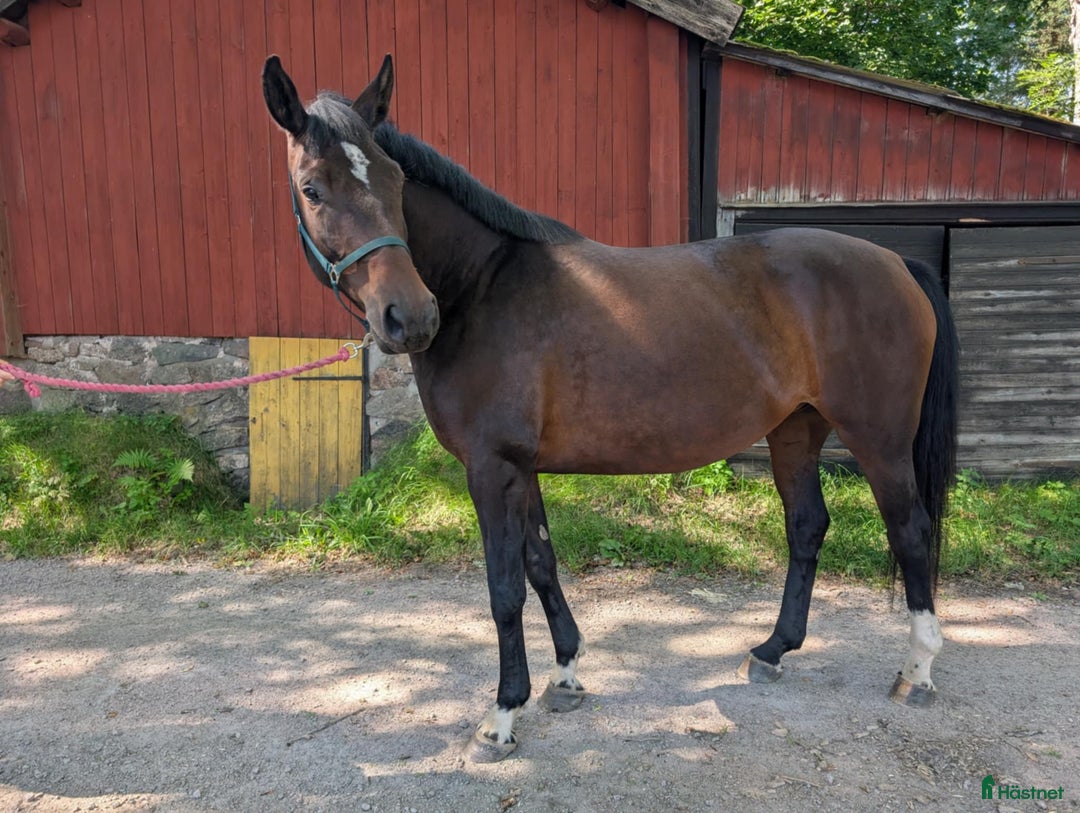 Allround hästar till salu: Vacker unghäst med lovande framtid  i Lyrestad - Annons 5