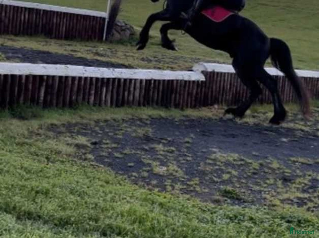 Hoppning hästar till salu: frieservalack i Fredriksberg - Annons 7