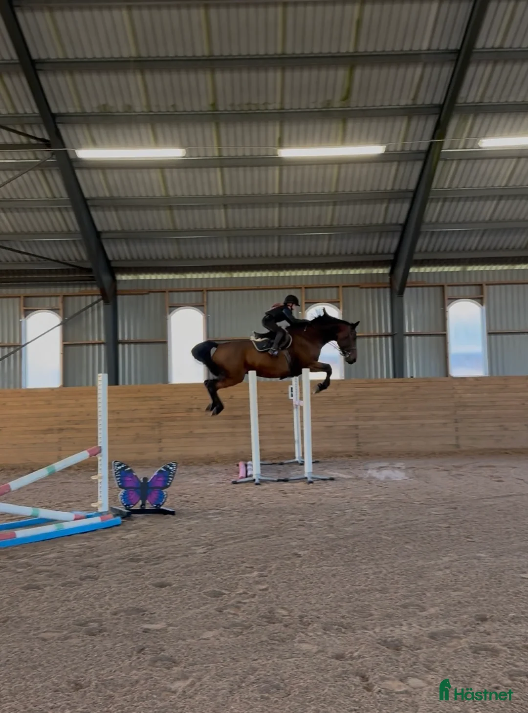 Hoppning hästar till salu: Fantastisk trevlig hoppvalack, ny film igen! - Annons 5