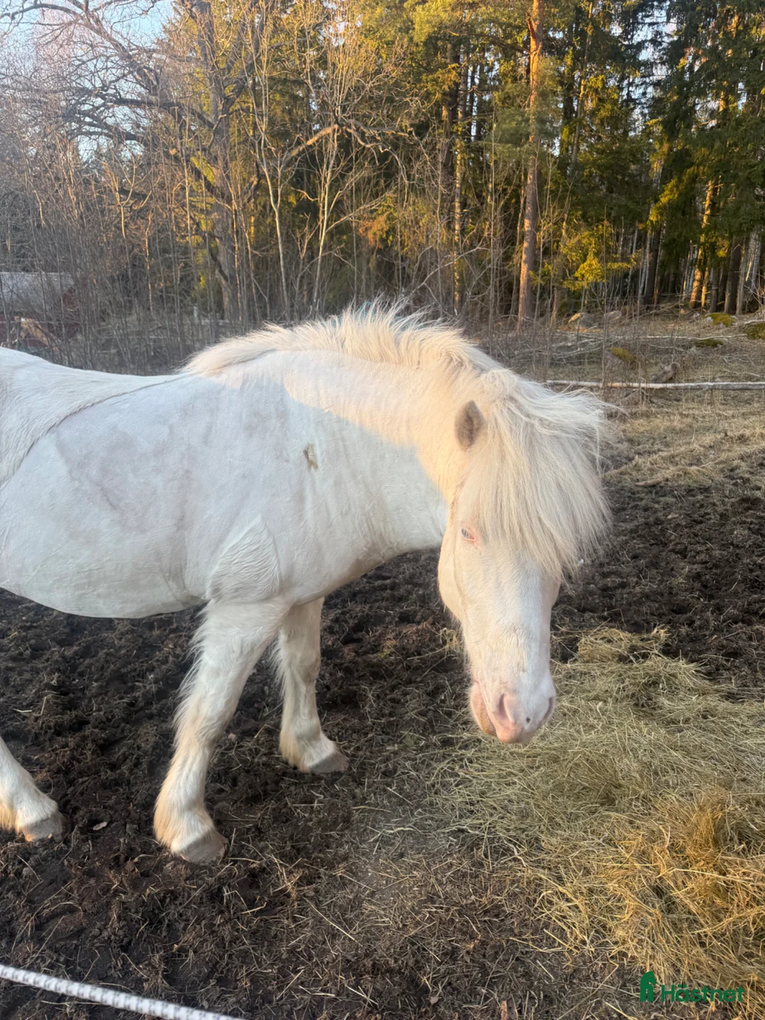 Island hästar till salu: Bästa kompis i Vaxholm - Annons 2